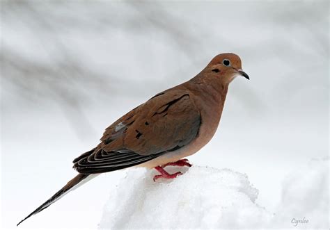 Mourning Dove Hd Wallpapers And Backgrounds
