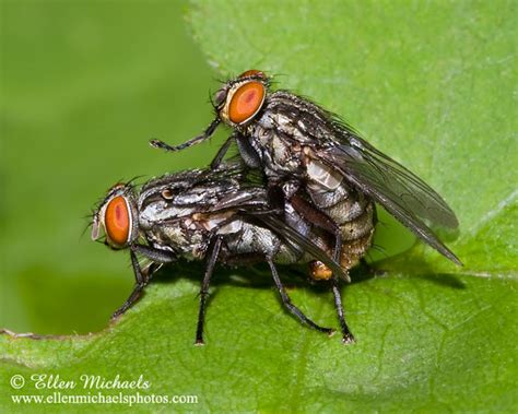 Flesh Fly Mating Sarcophaga