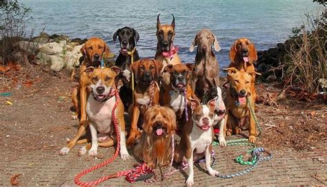 Glorious Group Photos Show The Happiest Pack Of Dogs In Town Cute
