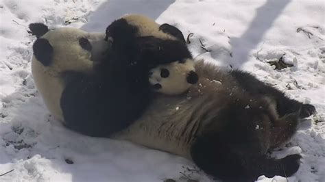 Baby Panda Hugs Cuddles And Epic Cuteness With Mom Super Adorable