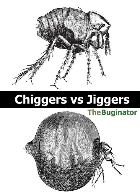 Chiggers Vs Jiggers 9 Key Differences Biting Fleas And Mites South