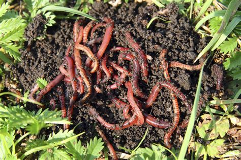 Red Wigglers Composting Worms Gardeners Supply