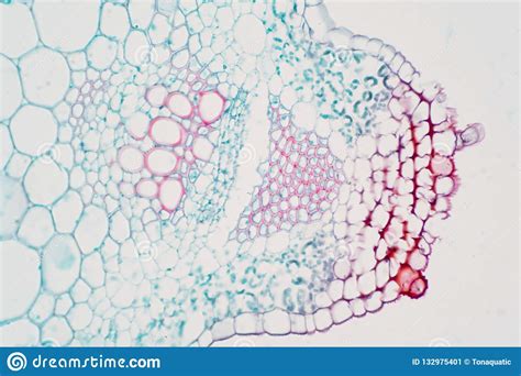 Plant Vascular Tissue Under Microscope View Stock Image Image Of