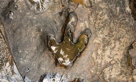 Dinosaur Footprints How They Were Fossilised Paultons Park