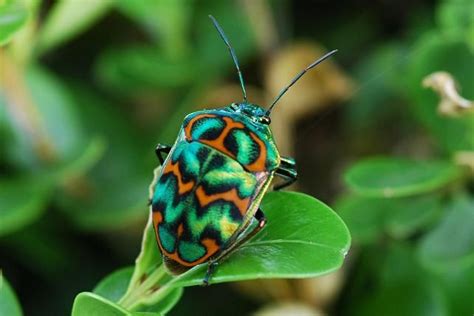Beautifulbug Colourful Beautyinnature Fancy Painting Shield Bugs