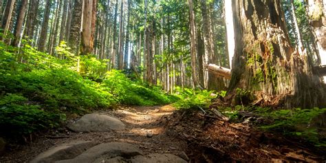 Larch Mountain Trail Outdoor Project