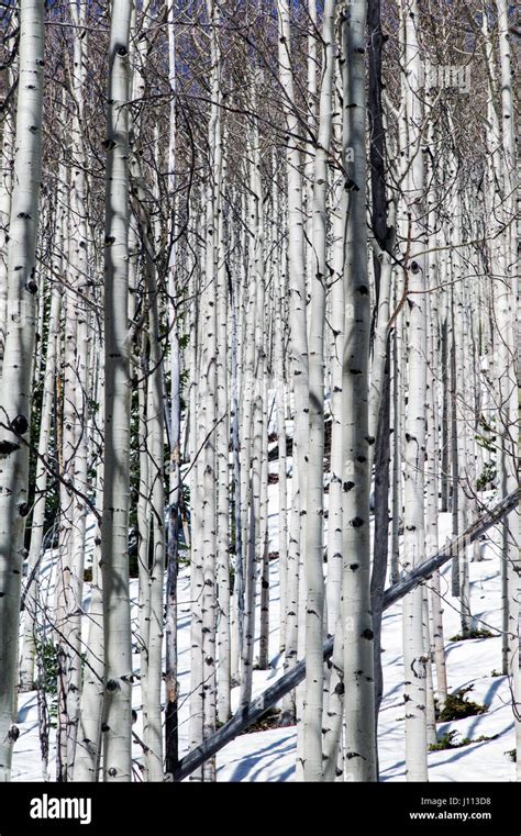 Aspen Trees In Winter Snow Near Monarch Pass Chaffee County Colorado