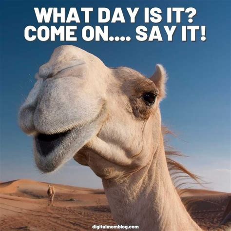 The Best Happy Hump Day Memes Hump Day Meme Funny Hump Day Memes