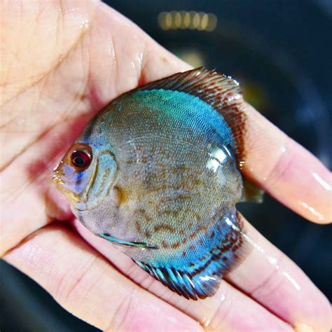 High Bodied Blue Cobalt Discus