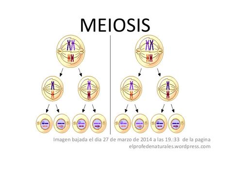 Meiosis Genetic Recombination In Eukaryotes Meiosis Two Major