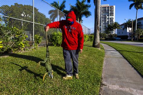 Cold Stunned Iguanas Falling From Trees In Florida