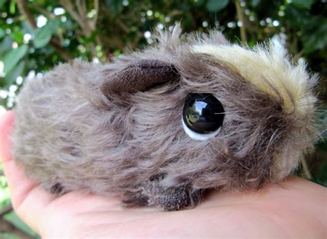 All Things Guinea Pig Mohair Baby Guinea Pigs
