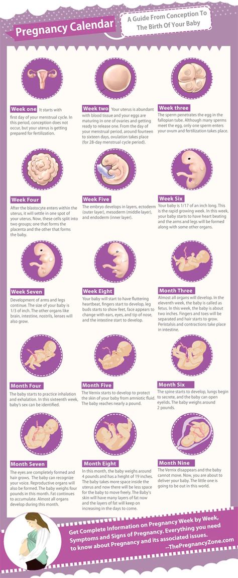 A Guide From Conception To The Birth Of Your Baby Pregnancy Pregnant