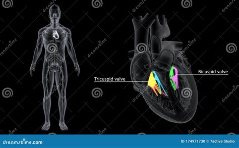 Tricuspid And Bicuspid Valve In The Heart Stock Illustration