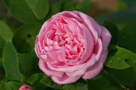 Fiore bianco profumato in 8 lettere. Piante e Fiori: Vecchie rose 7° gruppo: "Ibridi perpetui"