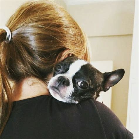 25 Reasons Why You Should Never Own Boston Terriers Boston Terrier