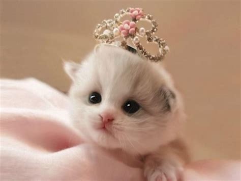 Little Princess White Blanket Pink Cute Cat Reh Kittens Cutest