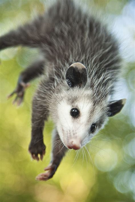 Pin By Shawna Bernecker On Thats Totally Opossum