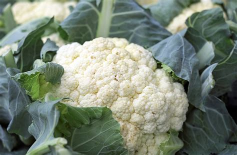 Free Images Flower Food Produce Vegan Cabbage Vitamins Brassica