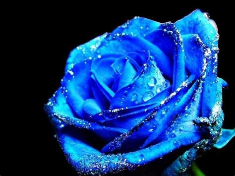 Blue Roses Wallpaper 1024x768 66290