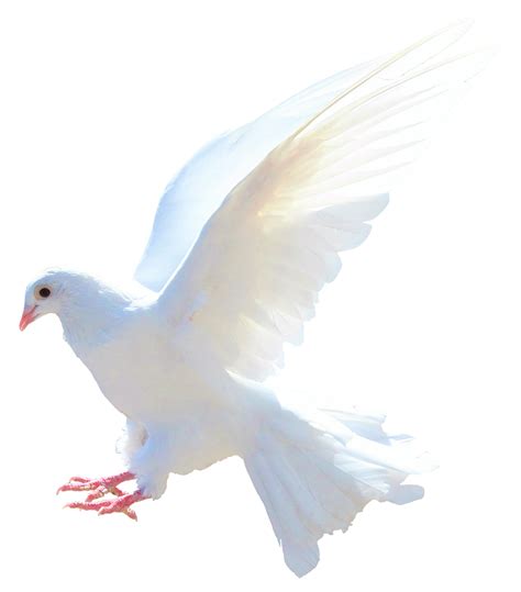 White Columbidae Pigeon Transparent Background Png Mart