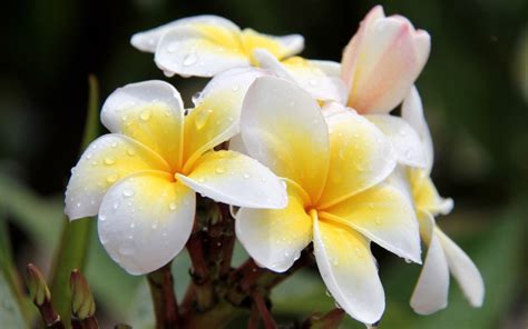 Plumeria Flowers Hd Desktop Wallpapers 4k Hd