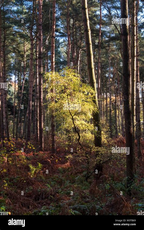Forest Light Beech Tree Sapling In Autumn Delamere Forest Delamere