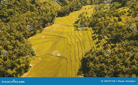 Aerial View Of A Rice Field Philippines Bohol Stock Photo Image Of