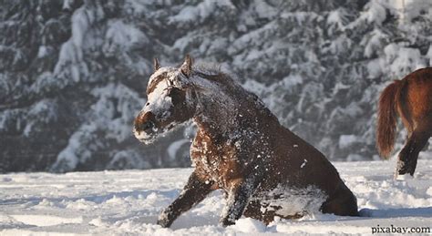 Animals in the winter by martha e.h. Keeping Farm Animals Healthy in the Winter | Survivopedia