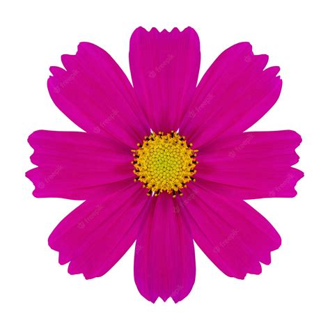 Premium Photo Purple Cosmos Flower Isolated On White With Clipping Path