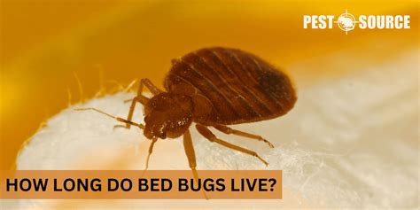 How Long Do Bed Bugs Live Pest Source
