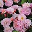 Rosa 'Cornelia' - rose Cornelia (hybrid musk) | Flower hedge, Shrub ...