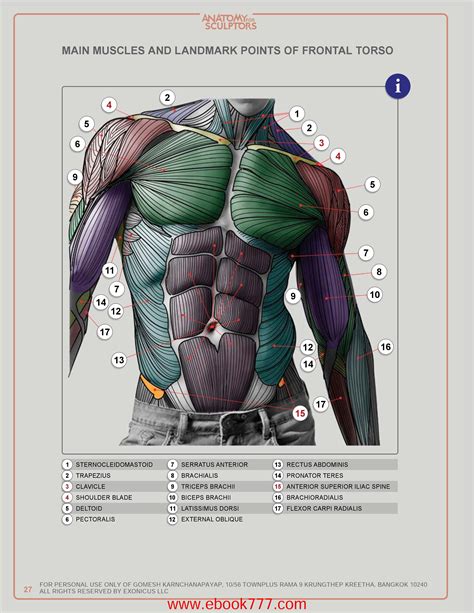 Torso muscle anatomy for artist. MAIN MUSCLES AND LANDMARK POINTS OF FRONTAL TORSO | Dessin ...