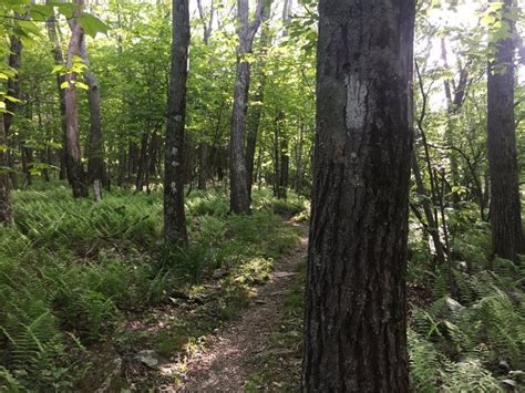 Appalachian Trail Shenandoah National Park 2020 All You Need To