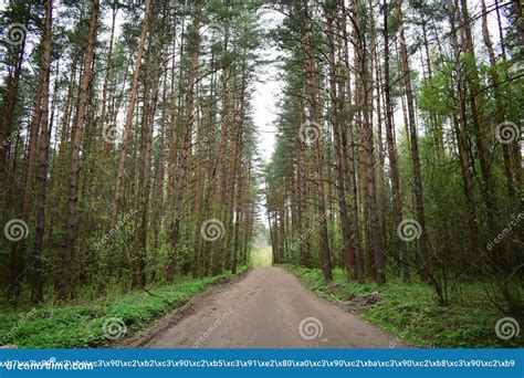 Road Through The Pine Forest The Grass Is Green Near Tall Slender
