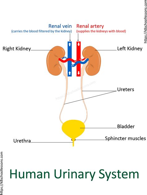 Urinary System Diagram Worksheet Sketch Coloring Page Sexiz Pix