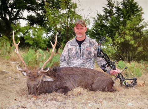 Sika Deer Hunts Texas Sika Deer