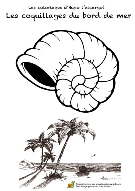 Plage mer coquillages coquille océan nature marine sable des animaux coquillage. Coloriage Coquille De Nautile