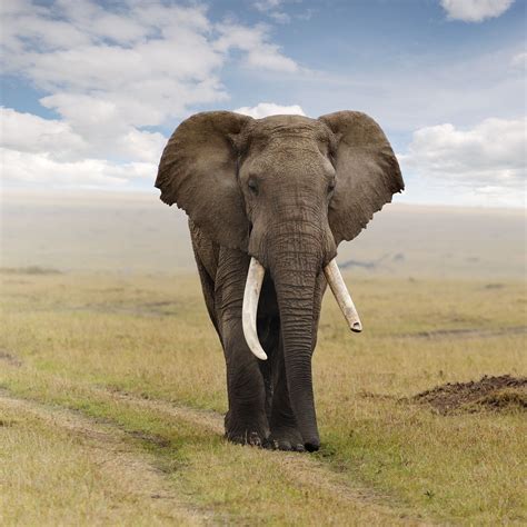 Mobile Elephant Wallpaper African Elephant Elephant Elephant Love