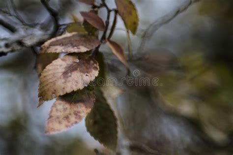 Abstract Autumn Leaves With Blur Stock Image Image Of Sharp Neutral