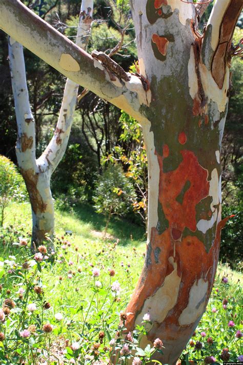 Colorful Bark On Rainbow Eucalyptus Geographic Media