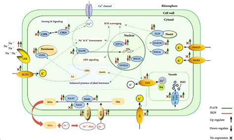 Schematic Representation Of The Molecular Response To Salt Stress In