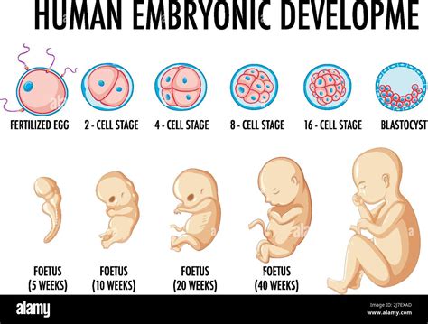 Human Embryonic Development In Human Infographic Illustration Stock