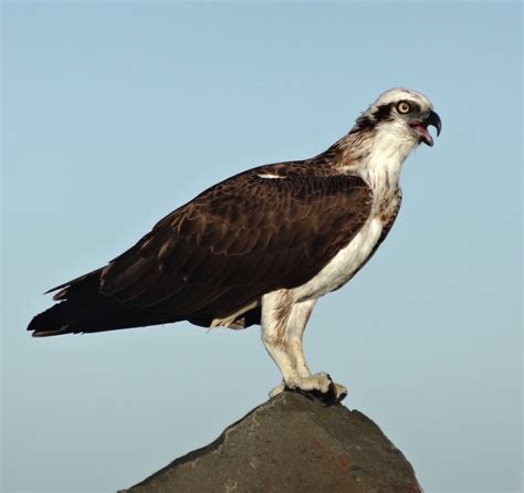 Osprey Birds In Backyards