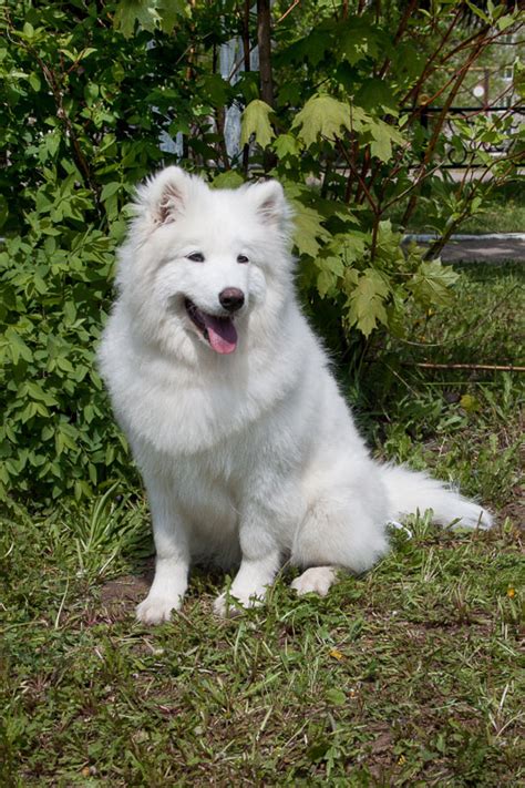 27 Big White Dog Breeds With Pictures Youll Love I Dog Snobs