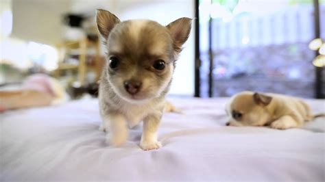 They also lick and nuzzle each other. Chihuahua Puppies playing - YouTube