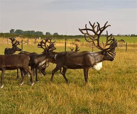 Hamerton Zoo Park Animal Park Huntingdon Cambridgeshire