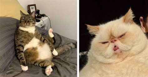 15 Unflattering Cat Photos That Are Delightfully Awkward Inspiremore