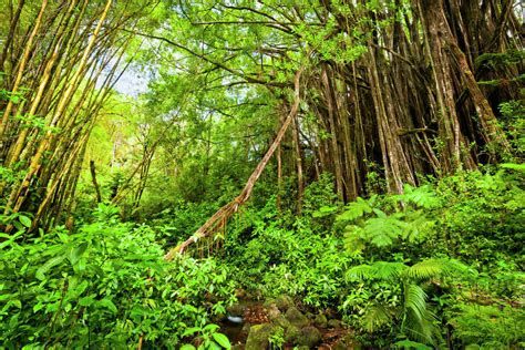 A Huge Banyan Tree In Lush Green Tropical Rainforest At Akaka Falls
