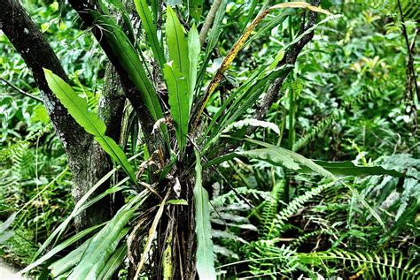 Long Strap Fern